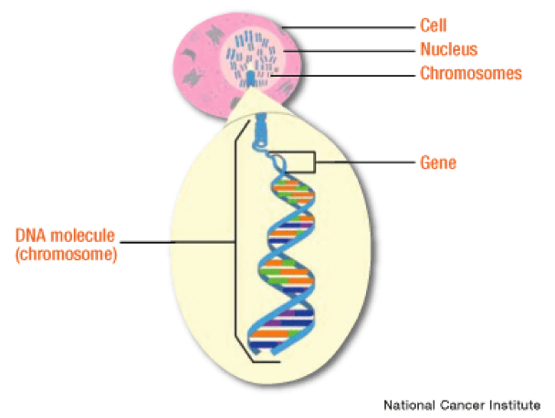 human genes are made up of dna
