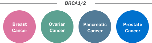 BRCA1/2 cancer types graphic